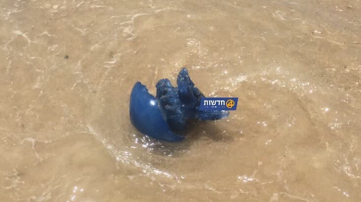 שקד רמתי, 0404