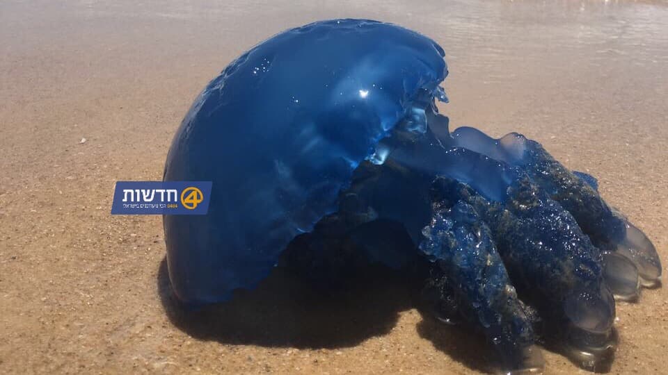שקד רמתי, 0404