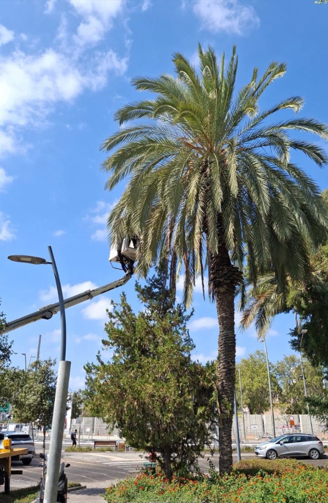 סכך חינם לתושבים: מוקדי איסוף כפות התמרים בגבעת שמואל