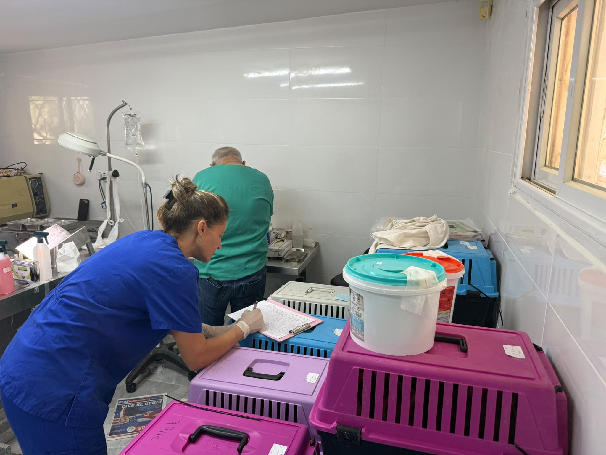 180 חתולים טופלו וחוסנו: מבצע עיקור וסירוס רחב היקף באילת