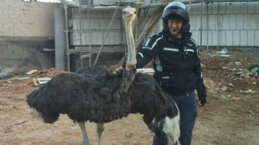 צילום: חדשות 0404 יען שיגע את שוטרי ירושלים שהתרוצצו בשכונת גילה