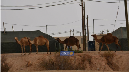 צילום: חדשות 0404 סמוטריץ על תופעת הגמלים המשוטטים: "מדובר בחיי אדם ואין לנו פריוולגיה לעבור לסדר היום"