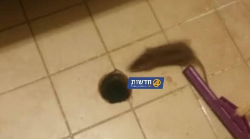 צילום: חדשות 0404 צפו: המטבח מלא בעכברושים – החיילים נאלצים לקנות אוכל בחוץ