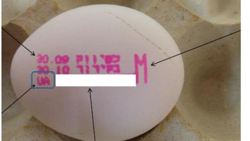 צילום: השירותים הווטרינריים במשרד החקלאות במסגרת בדיקות שבוצעו לביצים שיובאו לישראל מאוקראינה נמצא חיידק סלמונלה