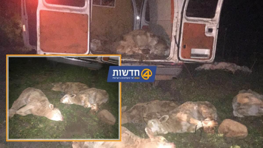 צילום: חדשות 0404 כוח מג"ב תפס חוליית גנבי עגלים, תושבי טובא זנגריה