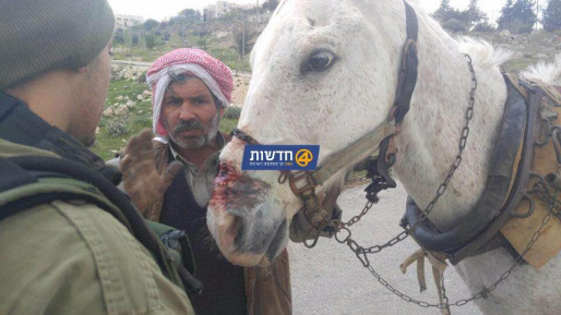 צילום: חדשות 0404 ערבי התעלל בסוס בחברון – כוח צה"ל דרש ממנו לשחררו