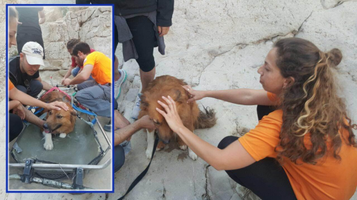 צילום: יחל כלב נכווה ברגליו במהלך טיול משפחתי וחולץ ע"י מתנדבים