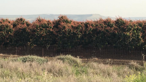 צילום: חדשות 0404 גופת אדם נמצאה במטע אבוקדו בצפון