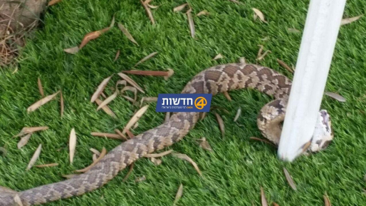 צילום: באדיבות משפחת רמז נער כבן 15 הוכש ע
