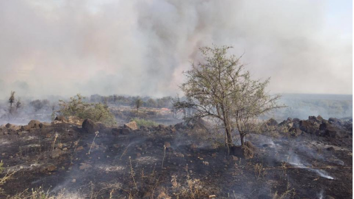 צילום: דוברות כב הוארך מעצר 3 ערבים שהציתו חורש – כתב אישום יוגש ביום רביעי