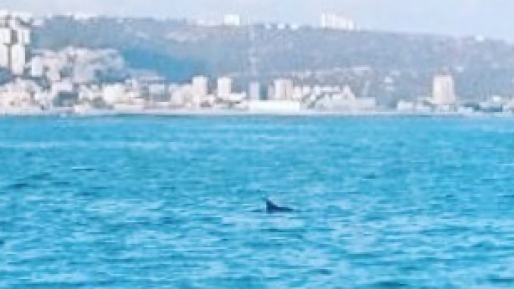 צילום: יונתן עמר, EDT דולפין בודד נצפה הבוקר במפרץ חיפה