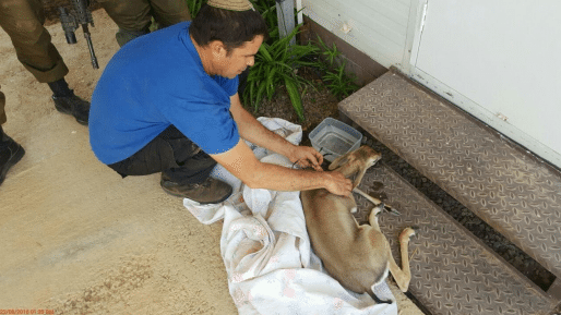 צילום: דוברות מתפ צוותי המנהל הצילו עופר שהוחזק בדיר כבשים בשומרון