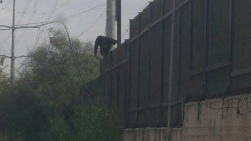 צילום: דוברות המשטרה נלכד באמצעות חץ הרדמה קוף שברח מה"חי כיף" בראשל"צ