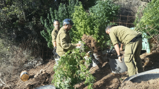 צילום: דוברות המשטרה שדה מריחואנה אותר בגליל המערבי