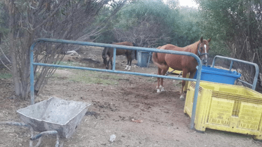צילום: דוברות המשטרה פונתה חווה פיראטית לבעלי חיים שפעלה בבני ברק