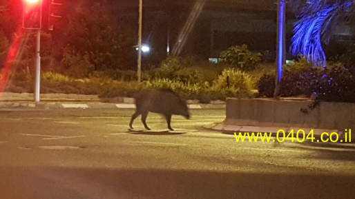 צילום: חדשות 0404 בן 16 פונה לבית החולים לאחר שננשך על ידי חזיר בר