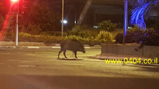 ראש העיר חיפה: ״חווינו אירועים קשים עם חזירי הבר – האחריות של רשות הטבע והגנים״