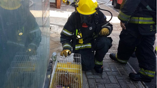 צילום: דוברות כב כבאים חילצו בשלום דייר ובעל חיים מדירה בוערת