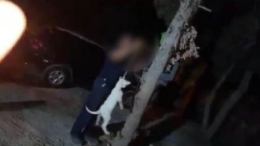 צילום: פייסבוק נעצר תושב נוג'ידאת שתועד מתעלל בגור כלבים (סרטון קשה לצפייה)