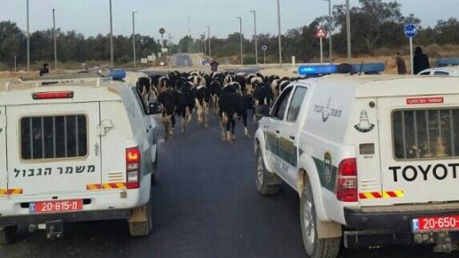 צילום: דוברות המשטרה לוחמי ומתנדבי משמר הגבול סיכלו גניבה של 75 בעלי חיים בדרום ארצנו