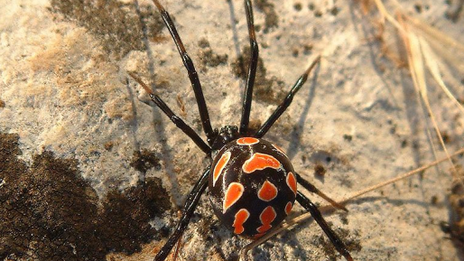 צילום: K. Korlevic ויקיפדיה פעוטה נעקצה על ידי עכביש מסוג "אלמנה שחורה"