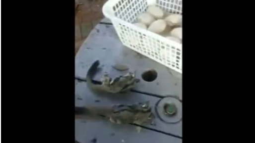 צילום: דוברות המשטרה זוועה: חדרו לפינת חי של בית ספר והרגו בעלי חיים