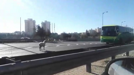 צילום: שרה פרידמן צפו: עז על הכביש גרמה לפקקים בגבעה הצרפתית
