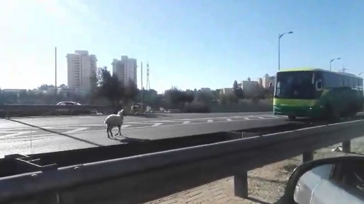 צפו: עז על הכביש גרמה לפקקים בגבעה הצרפתית