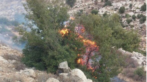 צילום: ביטחון תלם חשד להצתה: שריפה בחורשה צמודה ליישוב תלם