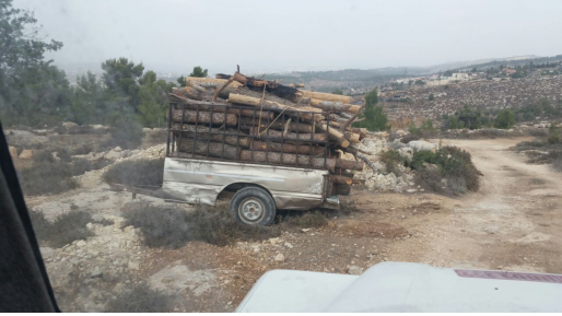 צילום: מועצת הר חברון בשוך ההצתות: ערבים נתפסו כורתים עשרות עצים בחורשת קק"ל