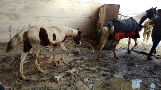 צילום: ביטחון אדם סוסים גנובים שאותרו בקלנדיה הושבו לבעליהם בישוב אדם על ידי כוחותינו