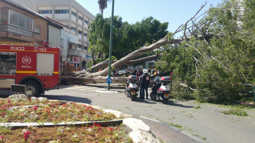 צילום: דוברות מד''א אשה נהרגה כתוצאה מקריסת עץ בכפר סבא