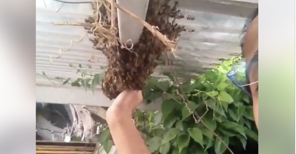 צילום: שלומי רנה אין שכל אין דאגות: ערבים נעצרו בעת קטטה לאחר שדבורים שגנבו עקצו אותם