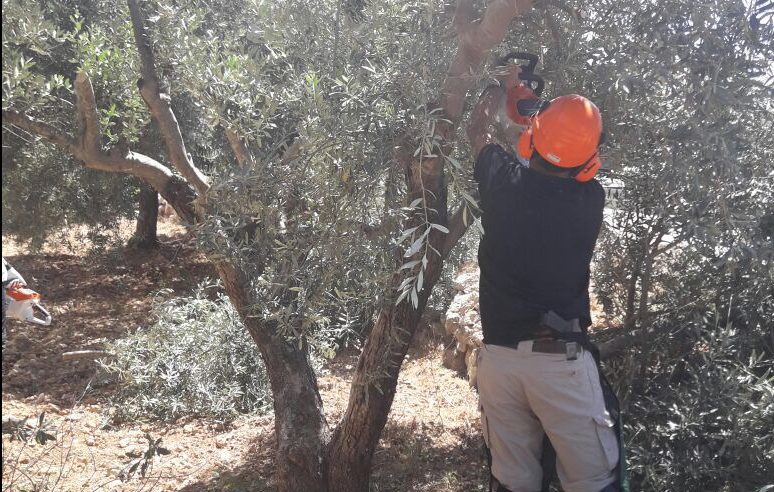 צילום: 0404 המנהל גזם עצים ששימשו מסתור לזורקי האבנים בכביש עוקף חוסאן