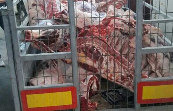 צילום: דוברות המשטרה 6 טון בשר פסול למאכל נתפסו בטמרה – "הכבשים הורעלו ונשחטו"