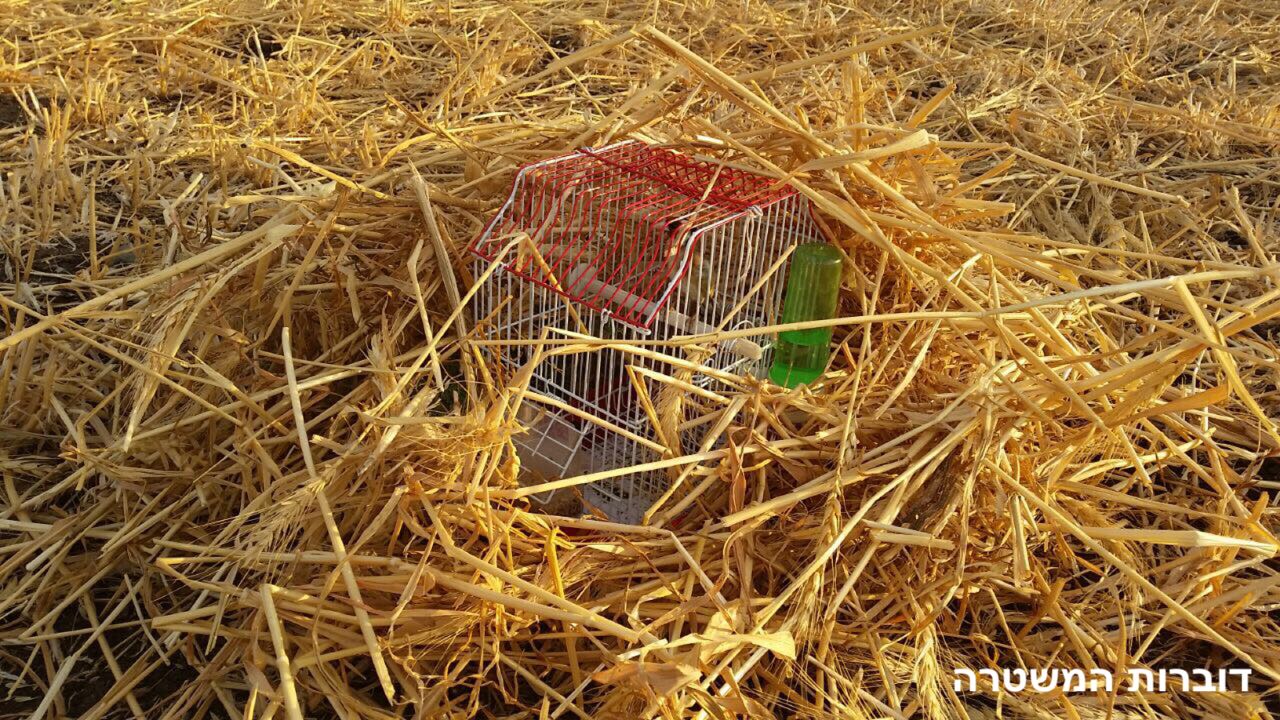 צילום: דוברות המשטרה ורשות הטבע והגנים נתפסו על חם שב"חים בעת צייד לא חוקי של חוחיות בגליל התחתון