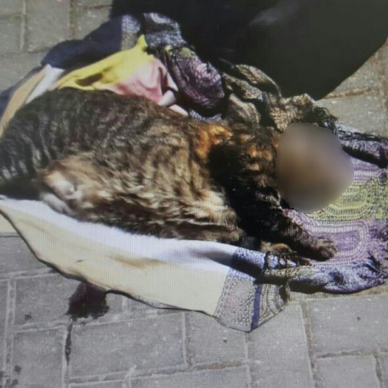 צילום: דוברות המשטרה זרקה חתולה מקומה שלישית: "עשתה צרכים בדירה"
