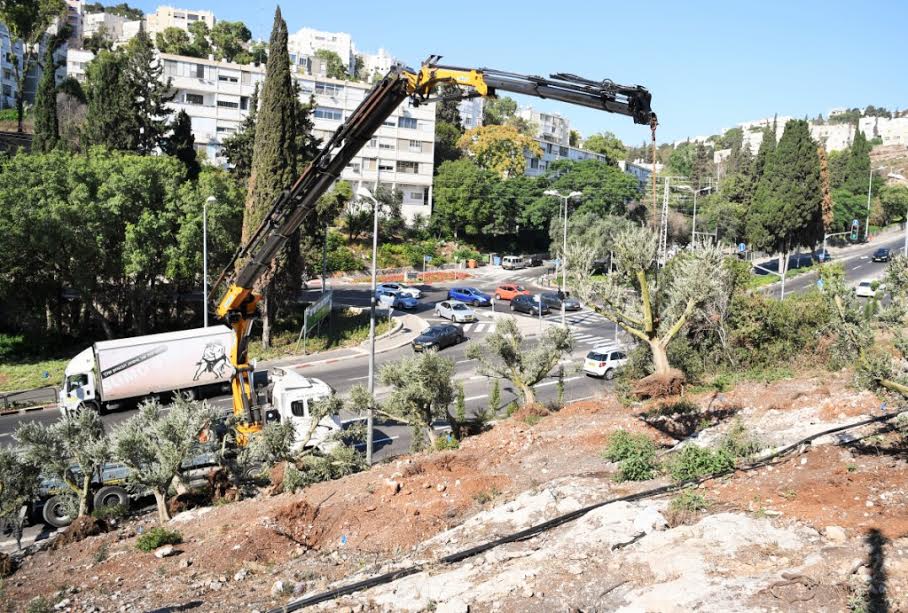 צילום: דוברות עיריית חיפה 100 עצים בוגרים נשתלו הבוקר בחיפה במסגרת התכנית לשיקום החורש שנשרף