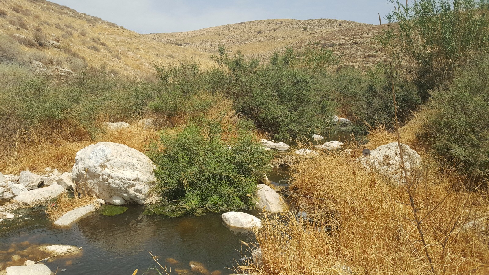 נמשך האסון האקולוגי בשמורת הטבע וואדי קלט