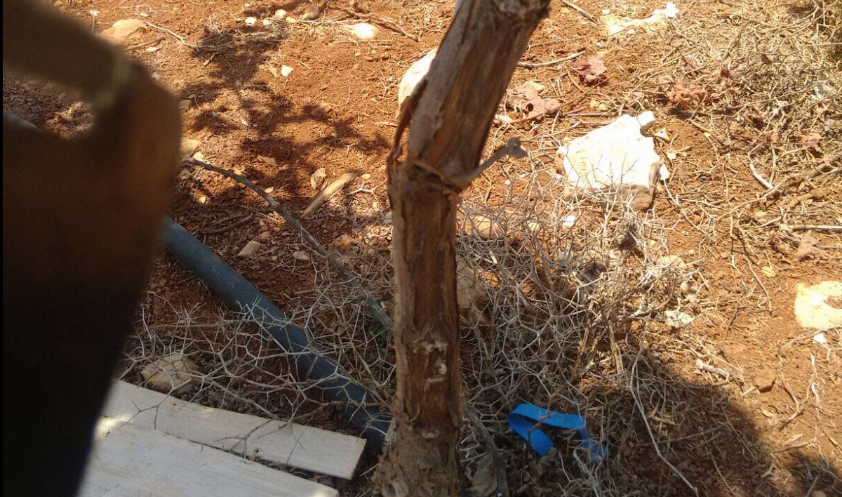 צילום: 0404 פשע שנאה: ערבים השחיתו כ-2,000 עצי גפן בבעלות יהודי באש קודש