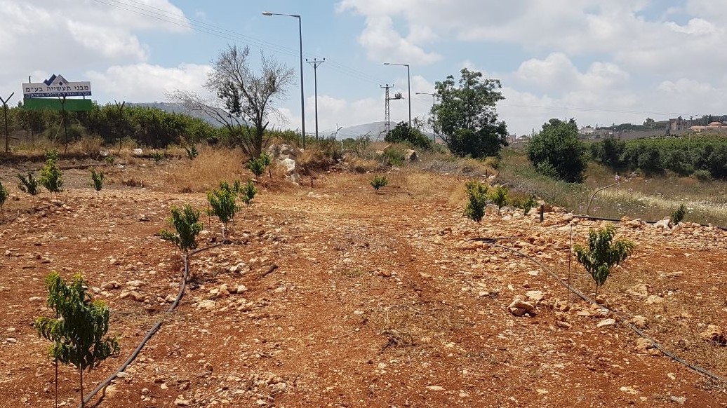 צילום: רשות מקרקעי ישראל מטע עצים בלתי חוקי פונה לאחר השתלטות על אדמת מדינה בצפון