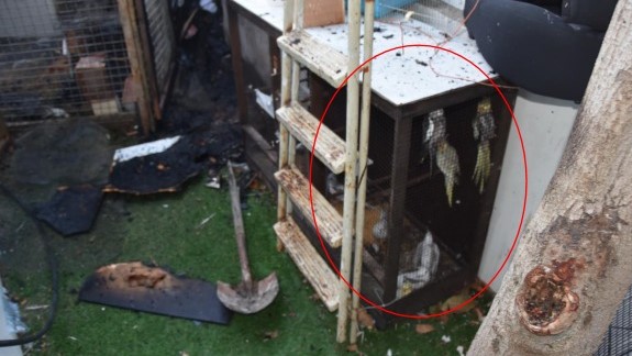 צילום: דוברות המשטרה מזעזע: נעצר גבר החשוד ששרף למוות עשרות תוכים חיים בראשל"צ