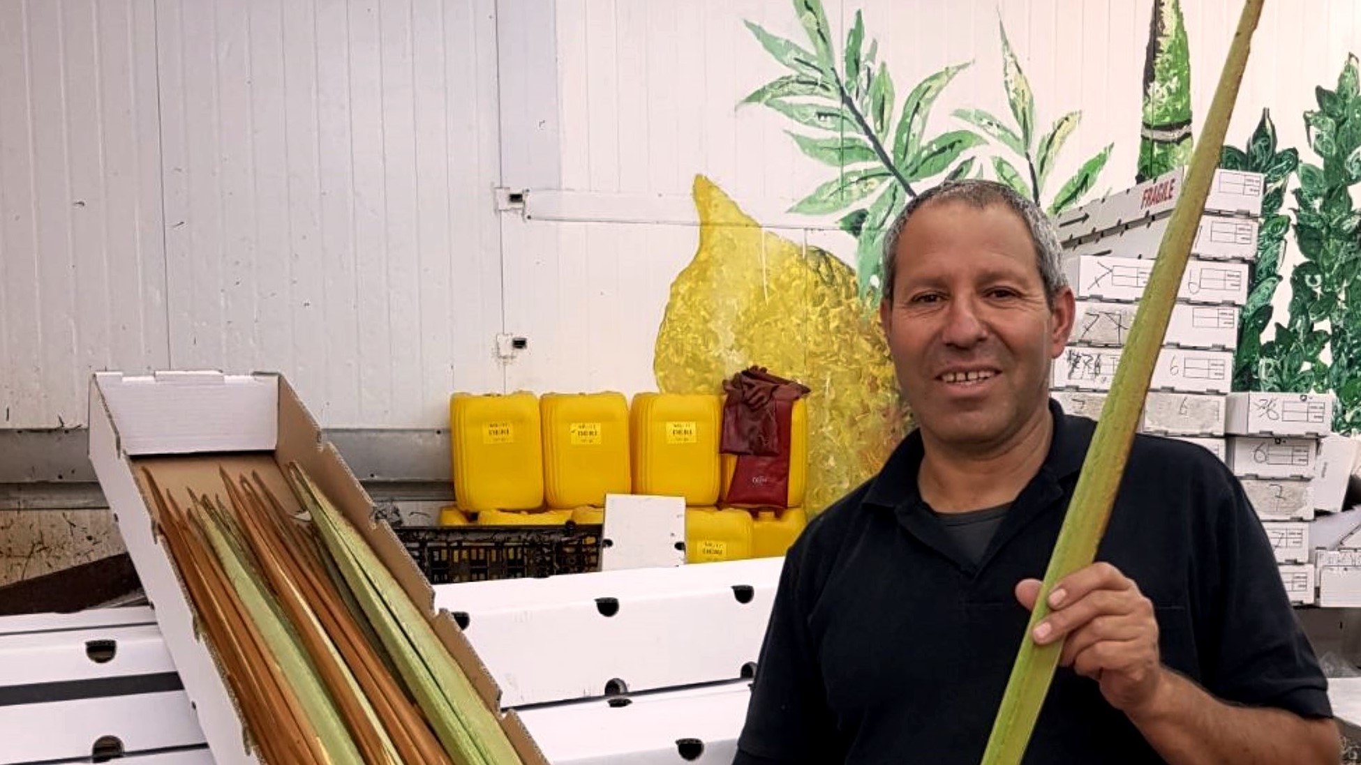 לקראת סוכות: 200,000 לולבים מהודרים מזן 'דרי' יוצאו לקהילות יהודיות בארה"ב ואנגליה