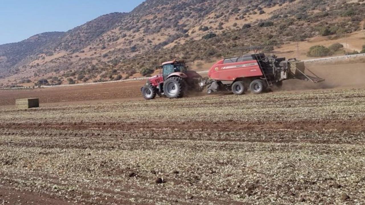 בעמק החולה משלימים את איסוף הבוטנים ומאפשרים לעגורים לנצל את שאריות היבול למאכל