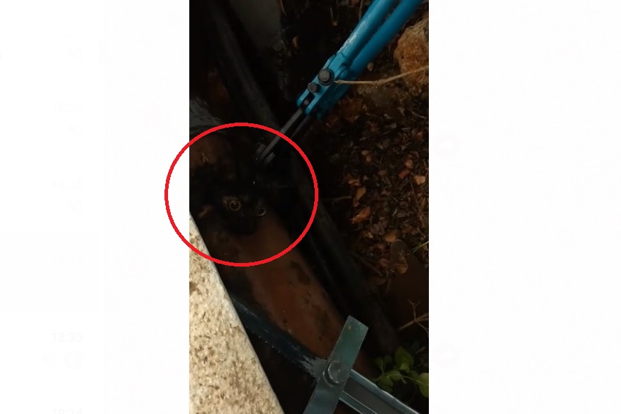 צילום: דוברות כבאות והצלה לוחמי אש עמלו שעות לחילוץ גור חתולים בשערי תקווה – הגור בתמורה נשך אחד מהם