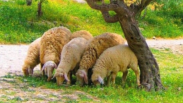 צילום: lehava nazareth Pikiwiki Israel 500 כבשים טורקיות התאבדו במזרח המדינה. לחוקרים אין הסבר לתופעה