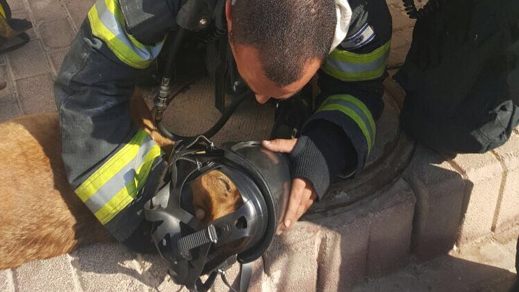 צילום: כב״ה אילת מרגש: לוחמי האש חילצו שני כלבים מדירה בוערת