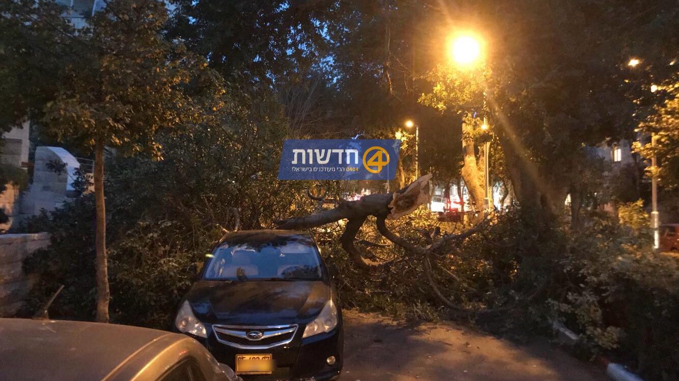 הסתיים בנס: נזק לכלי רכב בקריסת עץ בשכונת רחביה בירושלים