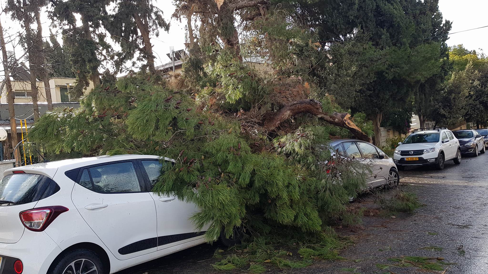 צילום: קלם אוזן צפו בתמונות: נזקים לכלי רכב מקריסת עצים ברחבי ארצנו