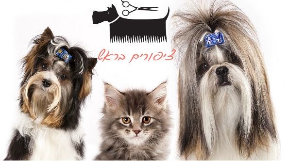 מיצי הולכת לעשות תסרוקת